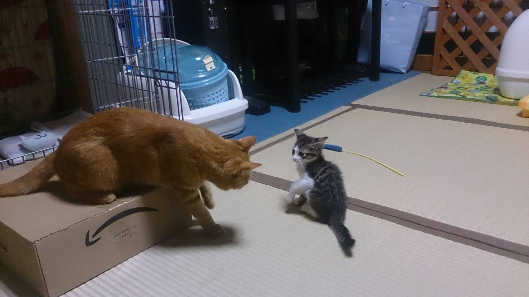 摜